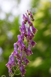 Urter i urtehagen til Norsk Farmasihistorisk Museum