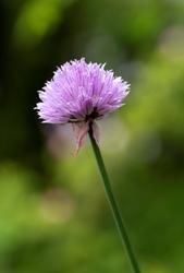 Urter i urtehagen til Norsk Farmasihistorisk Museum