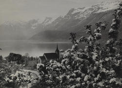 Fruktblomstring i Hardanger
