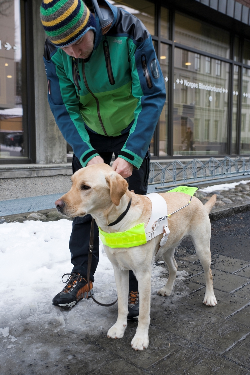 Førerhundskole. Førerhund på treningstur med førerhundtrener i området Majorstuen i Oslo