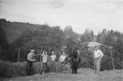 Slåttonn i Søgarn, Gauterud i 1956. Johan til venstre og Han