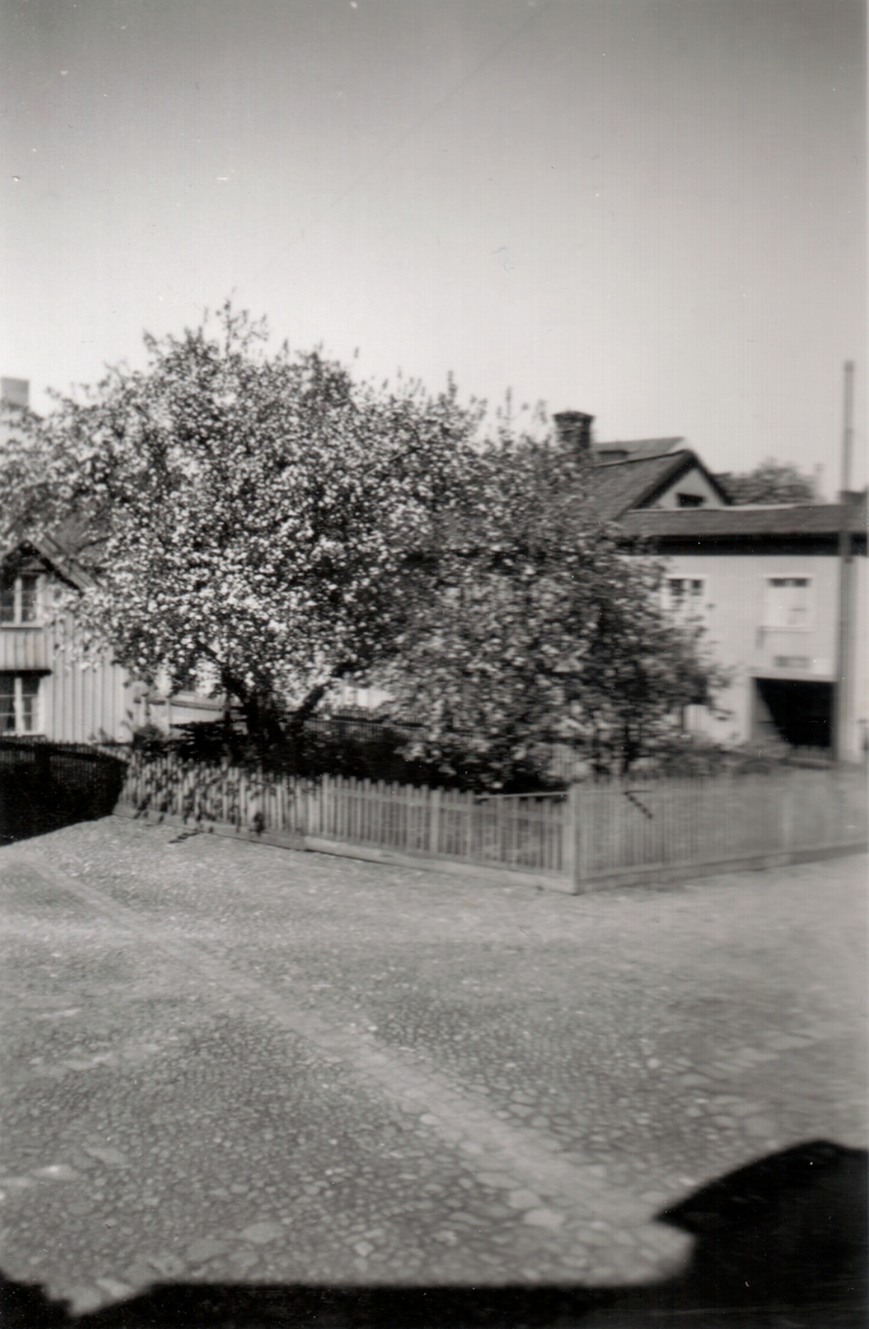 Hörnet Klostergatan/Ågatan.
Bilden är monterad på ett albumblad. Orig. text till bilden: Röda äppelträdet i blom och i snö.
Fotografen står vid Jungfru Lovisas gård och ser mot nordost.