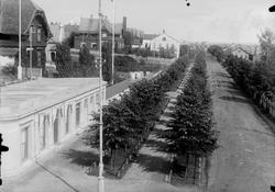Gateparti fra Stangevegen i Hamar, allé og villabebyggelse.