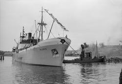 D/S Mildrid prøvekjører Nidelvas nye løp, slept av S/B Cito