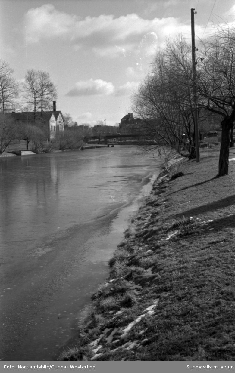 Vårflod med högt vattenstånd i Selångersån. Bilder från  områdena på båda sidor om Storbron samt vid Puckelbron.