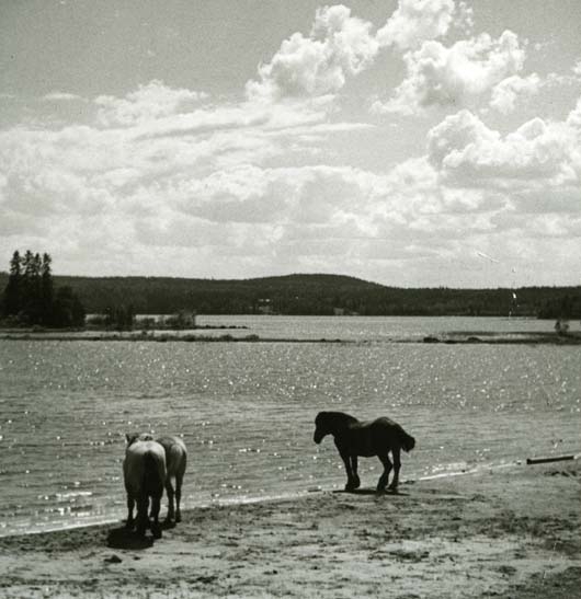 Sommardag och tre hästar står på strandkanten vid glittrande vatten.