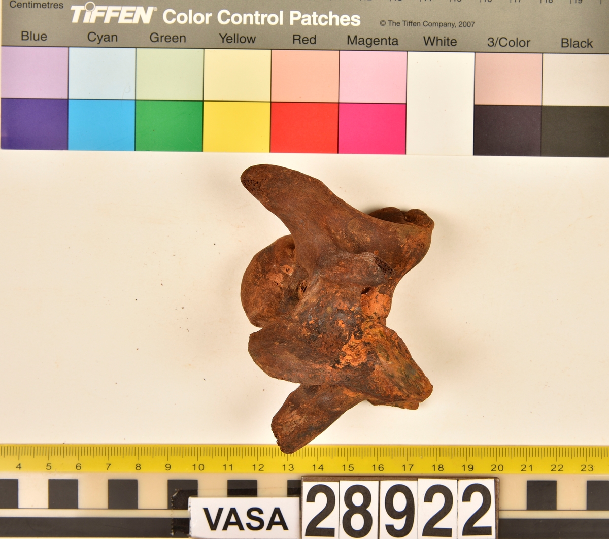 Ben från nötkreatur (Bos taurus).
1 st. halskota (vertebrae cervicale).
5 st. revben (costae).
