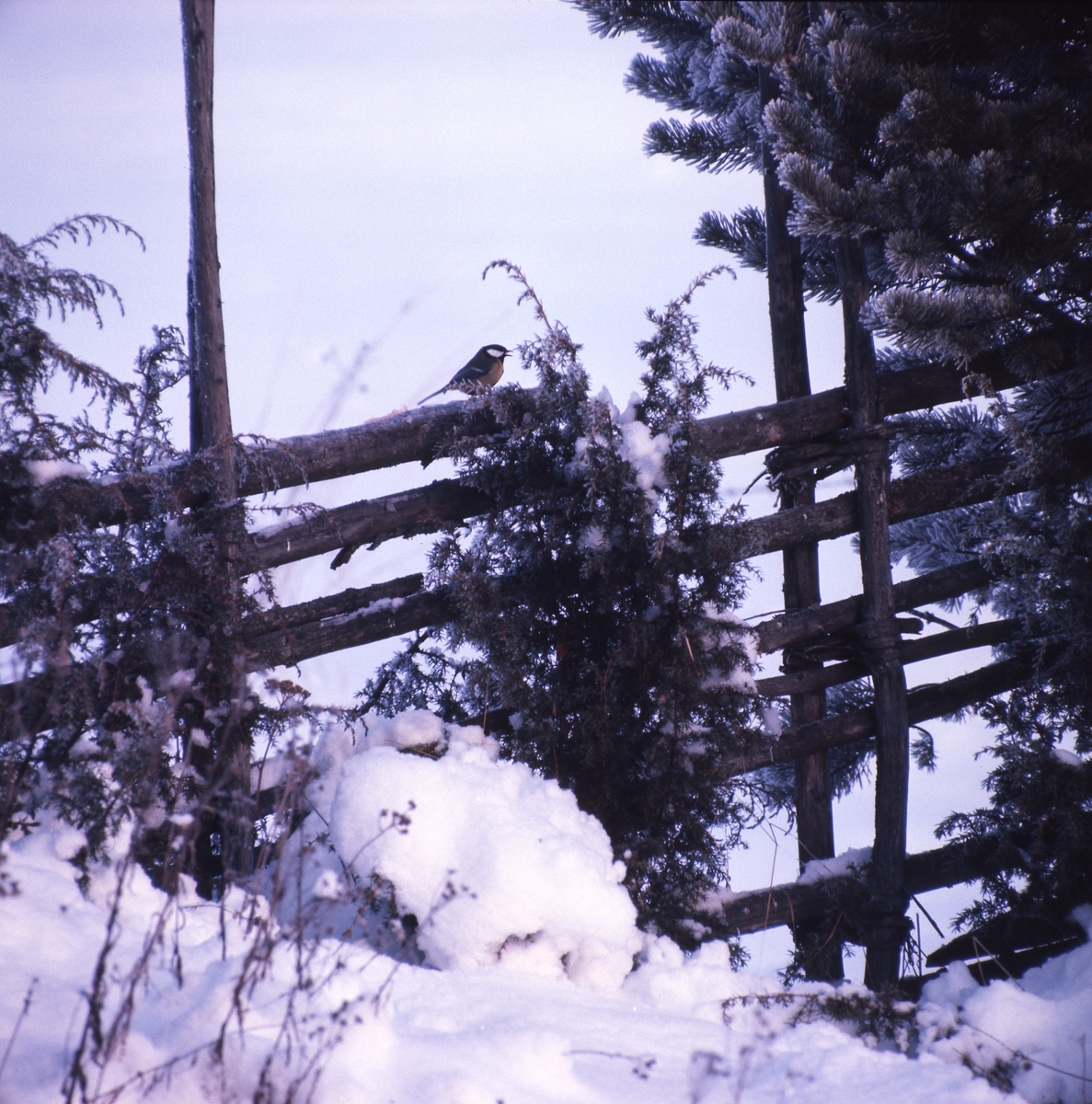 En talgoxe sitter på en snöig gärdesgård bland en och tall.