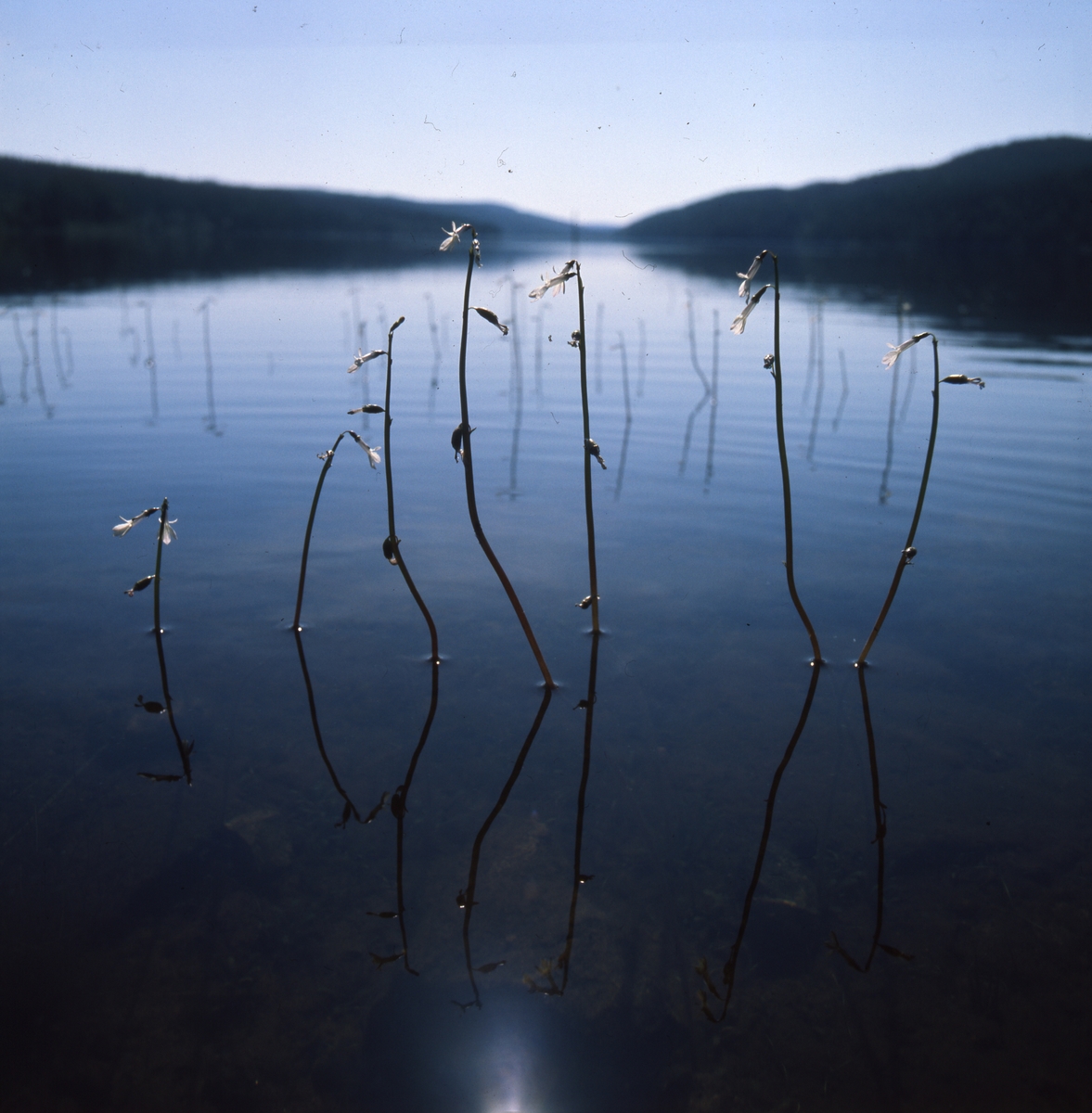 Sjön Ängratörn. Vasstrån och andra växter sticker upp ovanför vattenytan.