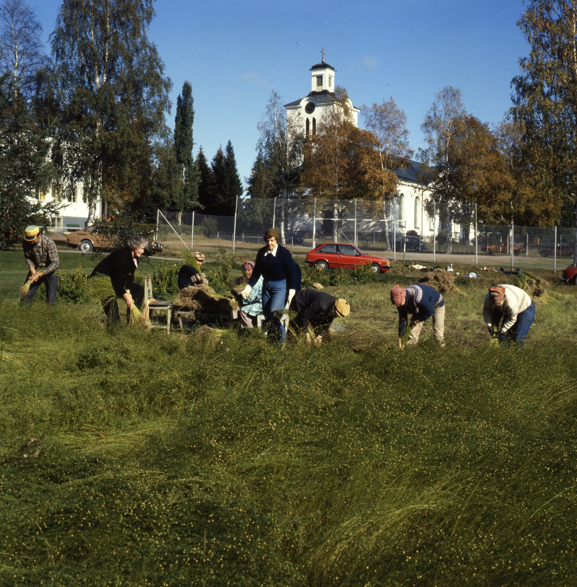 En grupp människor rycker lin på en åker framför kyrkan i Rengsjö.