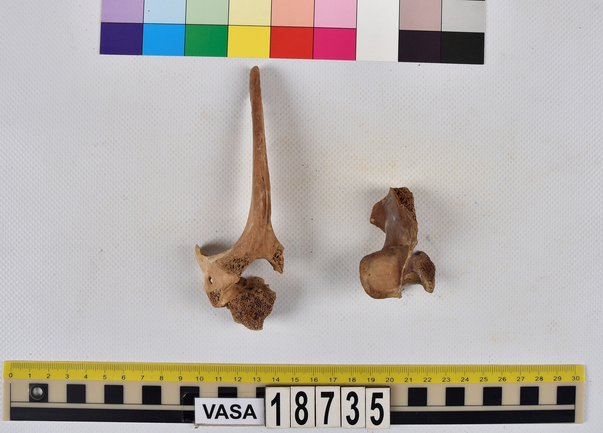 Ben från nötkreatur (Bos taurus).
1 st. fragment av halskota (vertebrae cervicale).
1 st. del av bröstkota (vertebrae thoracale).