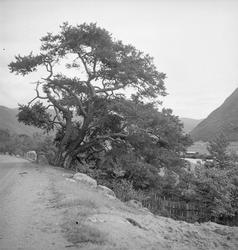 Parti fra Gudbrandsdalen