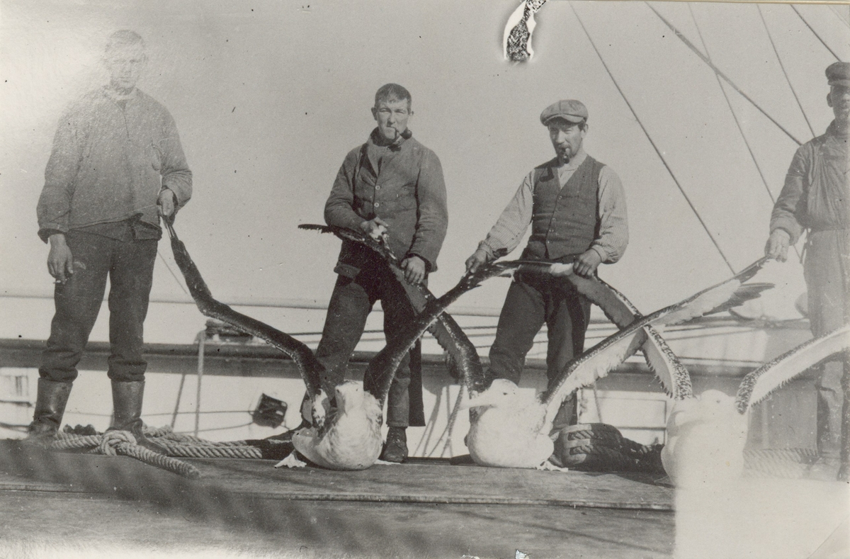 Albatrossfångst. S/S Beatrice under resa 1923. Bilder från fiskare Lindström, Bräkne-Hoby, som var med i besättningen.