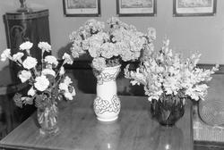 Blomsterutstilling i anledning Røde Kors-uka, sept. 1952