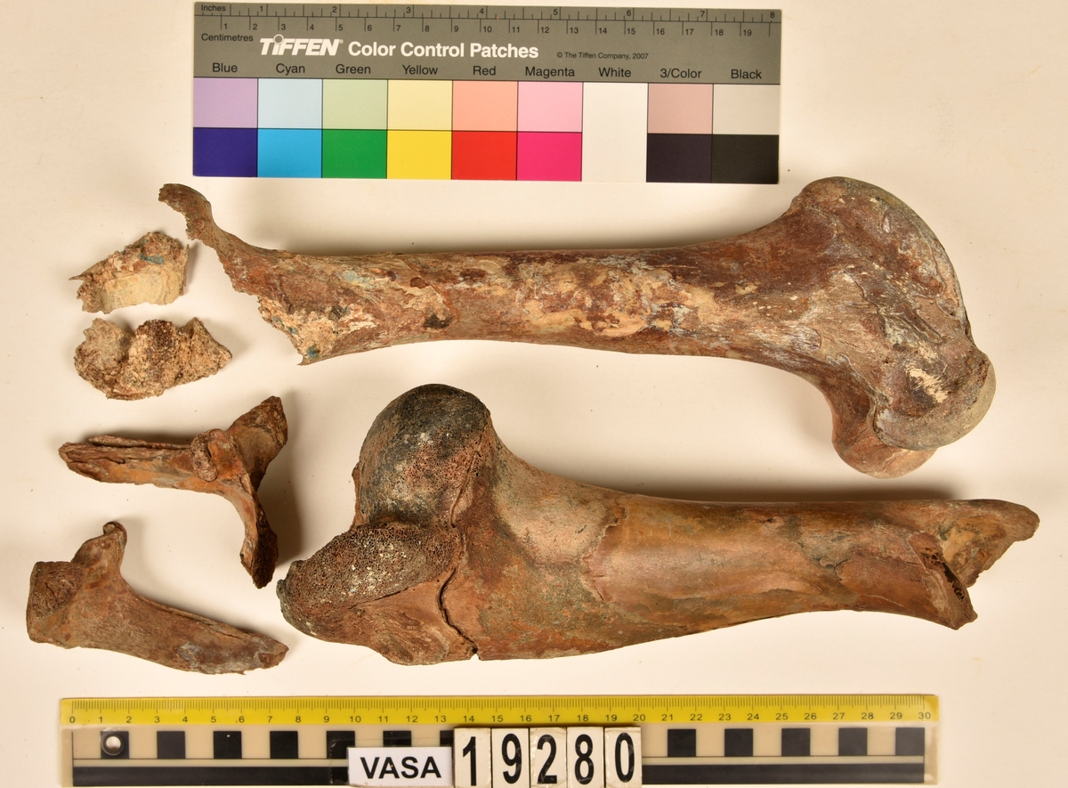 Ben från nötkreatur (Bos taurus).
1 st. överarmsben (humerus).
2 st. delar av ländkotor (vertebrae lumbale).
1 st. lårben (femur) samt två små fragment som har lossnat från lårbenets övre del.