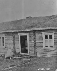 Bolighus, kvinne, sau.