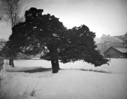 Stor furu i åkerkanten