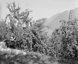 Norsk landbruks jubileumsutstilling 1959. Fruktdyrking og in