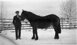 Tre bilder av unggutter med hver sin hest. Stedet er muligen