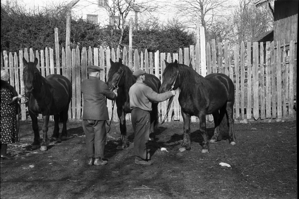 Hester hos Anders Madsen Hveem på Hveem østre i Østre Toten. Mannen i mørk dress er Anders Madsen Hveem, og kvinnen hans kone Fredrikke. Den tredje personen er ikke identifisert. Serie på seks bilder.