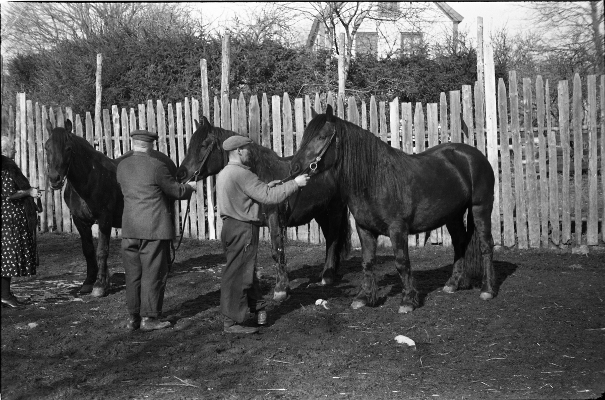 Hester hos Anders Madsen Hveem på Hveem østre i Østre Toten. Mannen i mørk dress er Anders Madsen Hveem, og kvinnen hans kone Fredrikke. Den tredje personen er ikke identifisert. Serie på seks bilder.