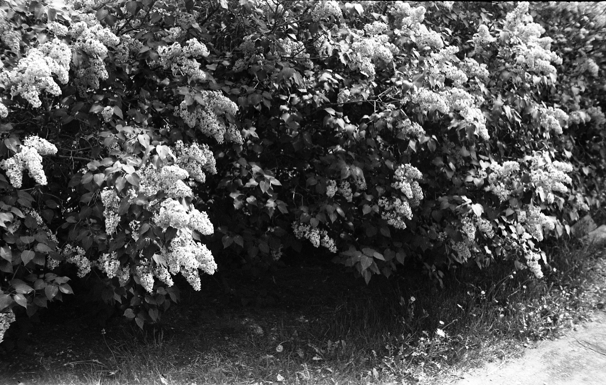 Serie på ni bilder med vår-/forsommermotiv fra fotografens hage på Odberg på Kraby, våren 1947.