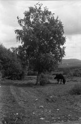 Hest på beite, trolig i Krabyenga.