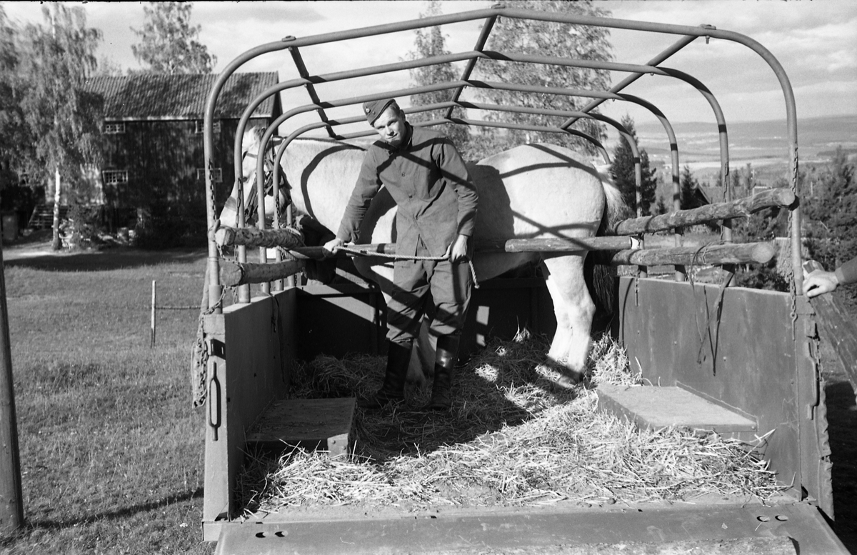 Transport av hest med lastebil ved Hærens Hesteskole på Starum, september/oktober 1948. Serie på 17 bilder. På bilde nr. 4 står fra venstre: Kaptein Sverre Norli, trolig major Bjart Ording (plasskomandant), og sersjant Ottar Markeng.