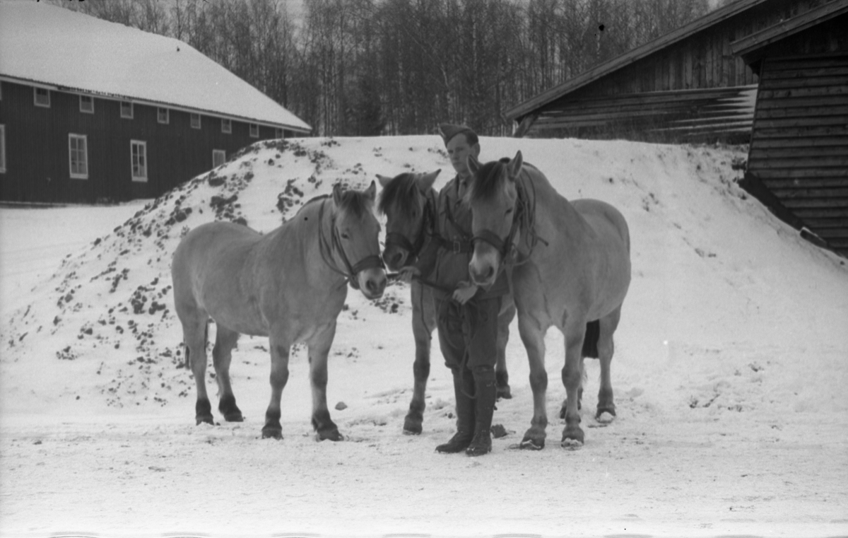 Hestetransport med lastebil ved Hærens Hesteskole på Starum oktober 1948. Serie på 18 bilder.