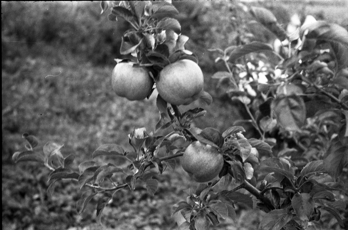 Grein av epletre med frukt.