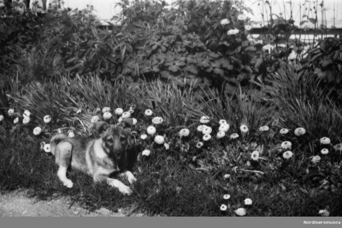 hund, blomster, hage. En samling fotografier funnet i en kommode under riving i 1986 av Heinsagt. 13 i Kristiansund. Samlingen er merket med navnene Emma og Olaf Kristiansen. Fra Nordmøre museums fotosamlinger.