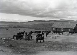 Hestefølge på Lenningen, Valdres.