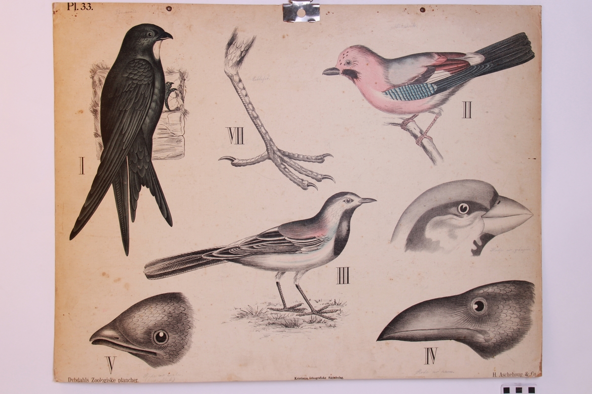 Store og små detaljer av forskjellige fuglearter.