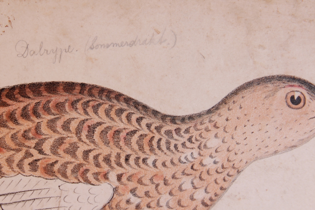 Detaljer av høner og ryper.