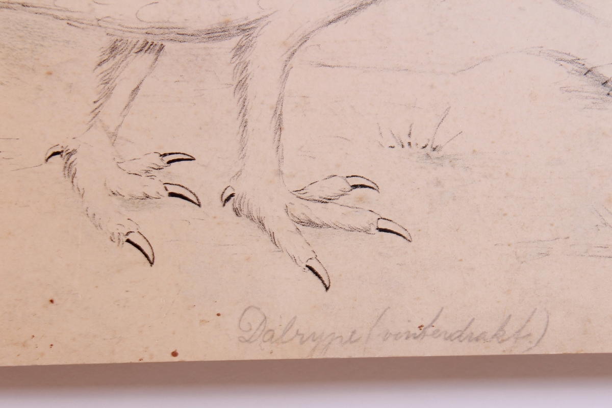 Detaljer av høner og ryper.