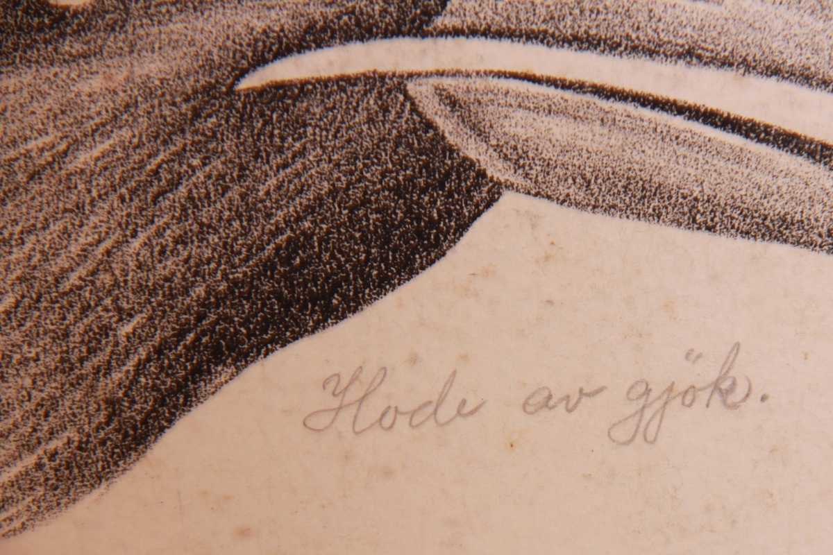 Detaljer av forskjellige fuglearter.