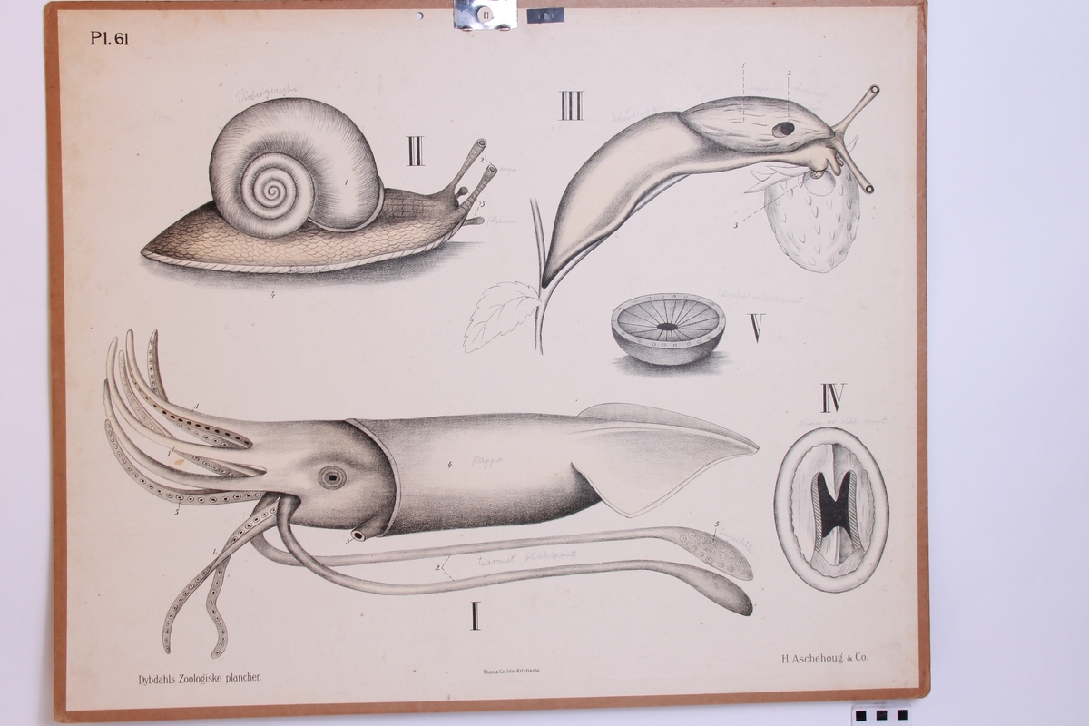 Detaljer av snegler.