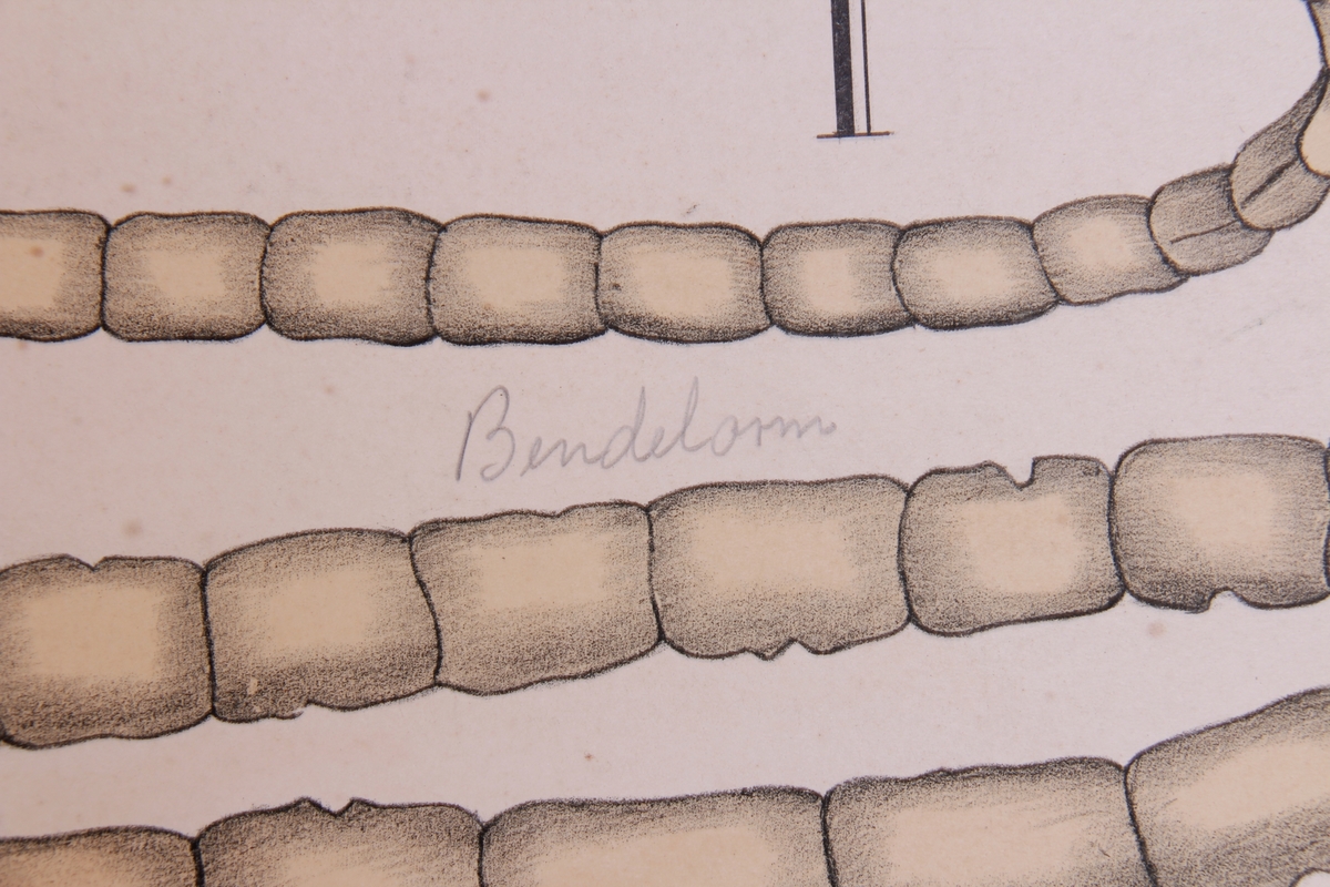 Detaljer av bendelormer.