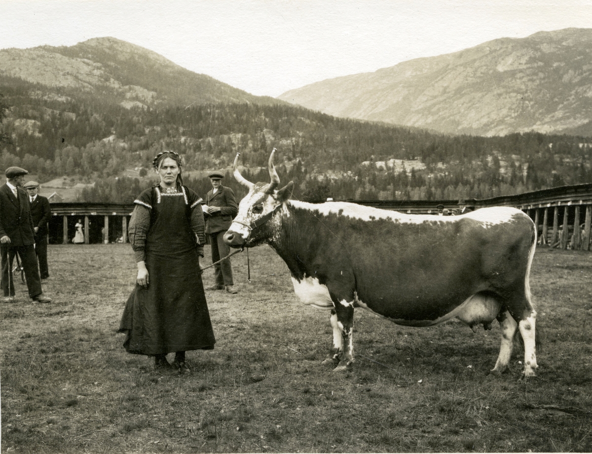 Kua Gulkrona fotografert saman med Aslaug T. Staurheim på Dyrskuen i Seljord i 1916.