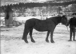 Jon Harildstads hoppe, 15.02.1914, mann og hest, utstilling