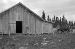 TØRBUSTILEN seter i Vang almenning, Hamar kommune. Olava Hol