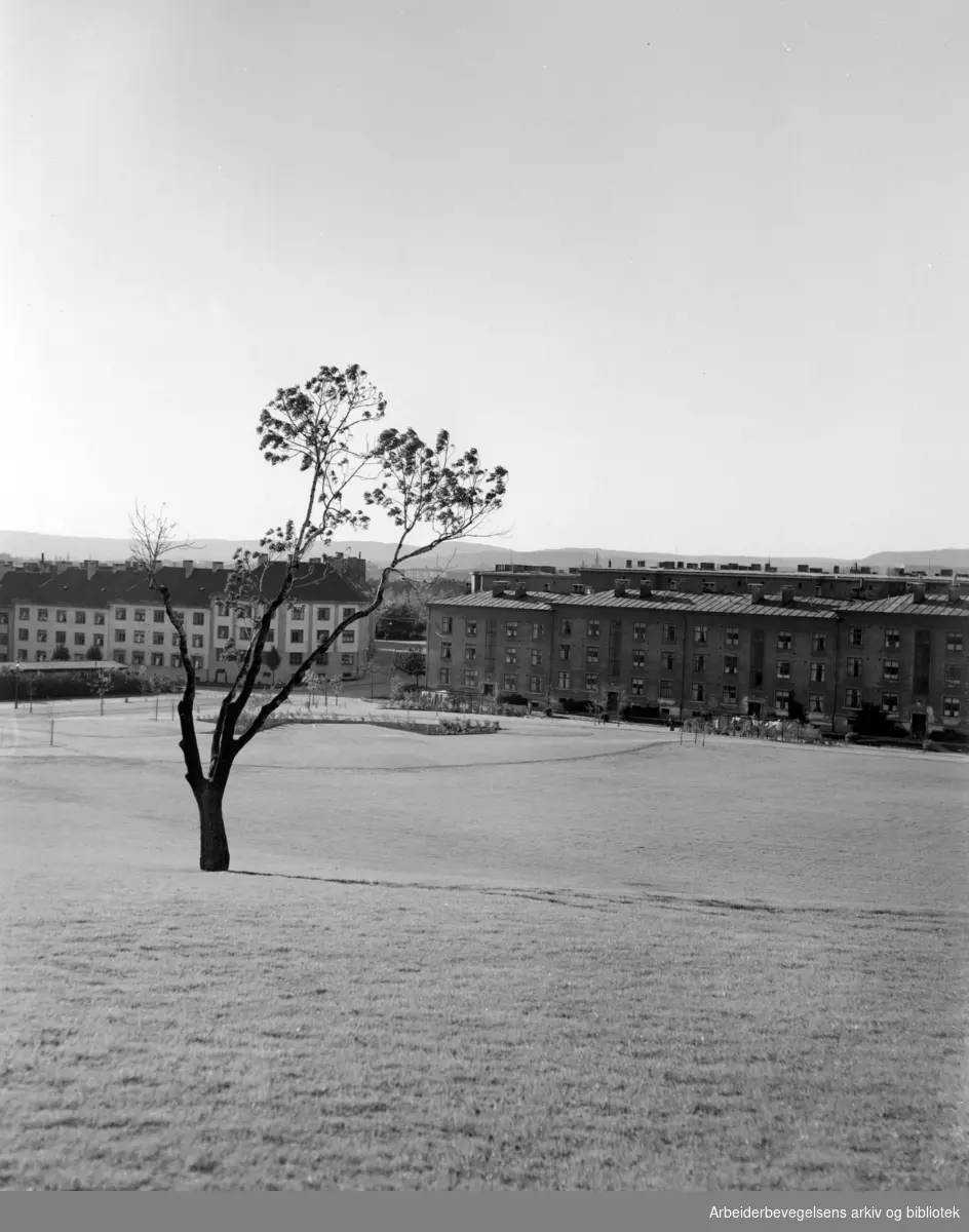 Torshovdalen park. Juni 1953