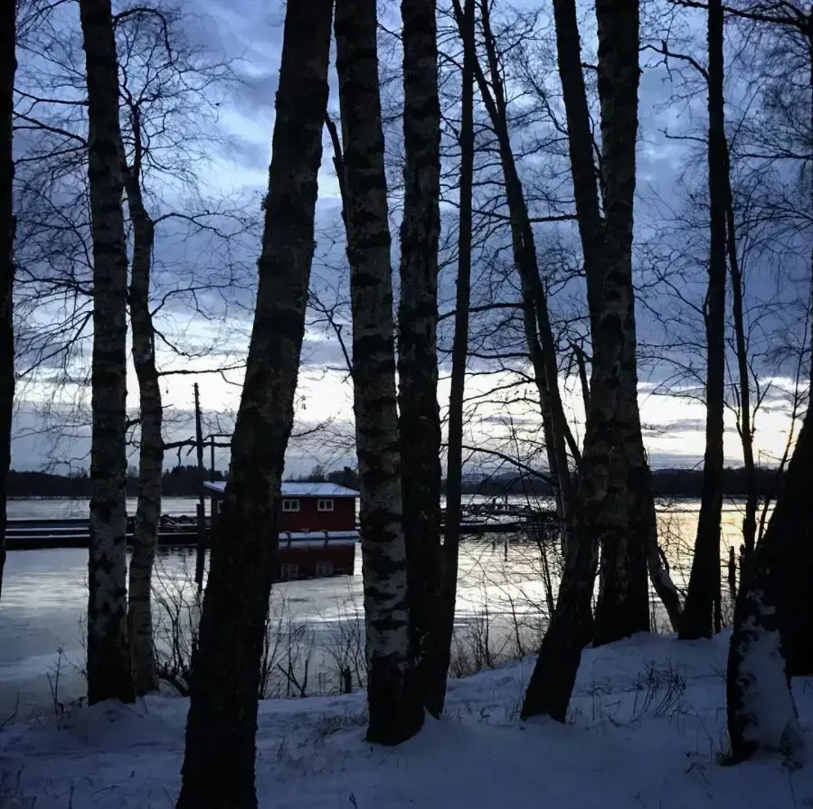 Foto av trær på Blikomøya