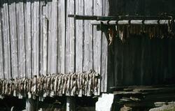 Foto av fisk hengende til tørk ved et av naustene på fiskevæ