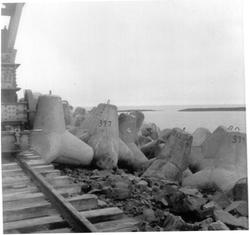 Svartoksmoloen, tetrapoder.