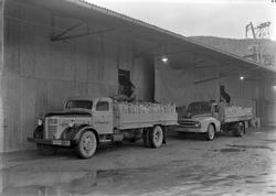 Lasting av lastebiler ved anlegget til I. C. Piene & Søn på 