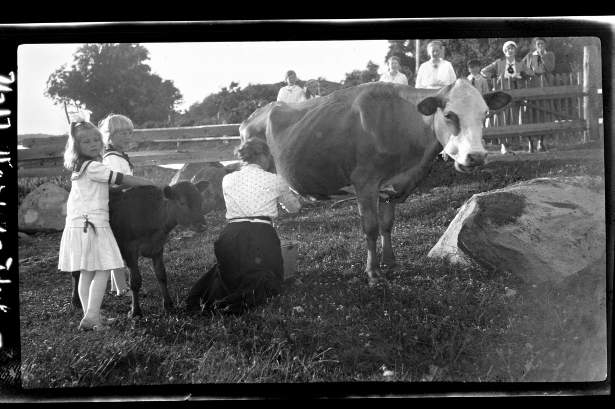 En kvinne melker en ku, og to små jenter står ved siden av en kalv. Fotografert 1917.