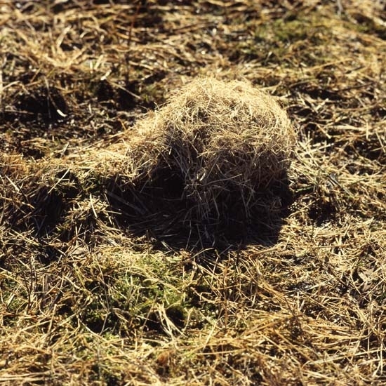 Sorkbo av torrt gräs, våren 1982.