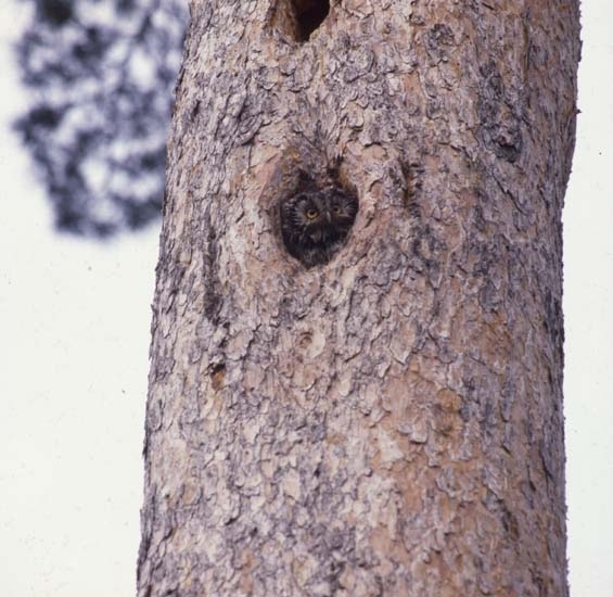 Liten uggla tittar ut genom bohålet i en trädstam, 1981.