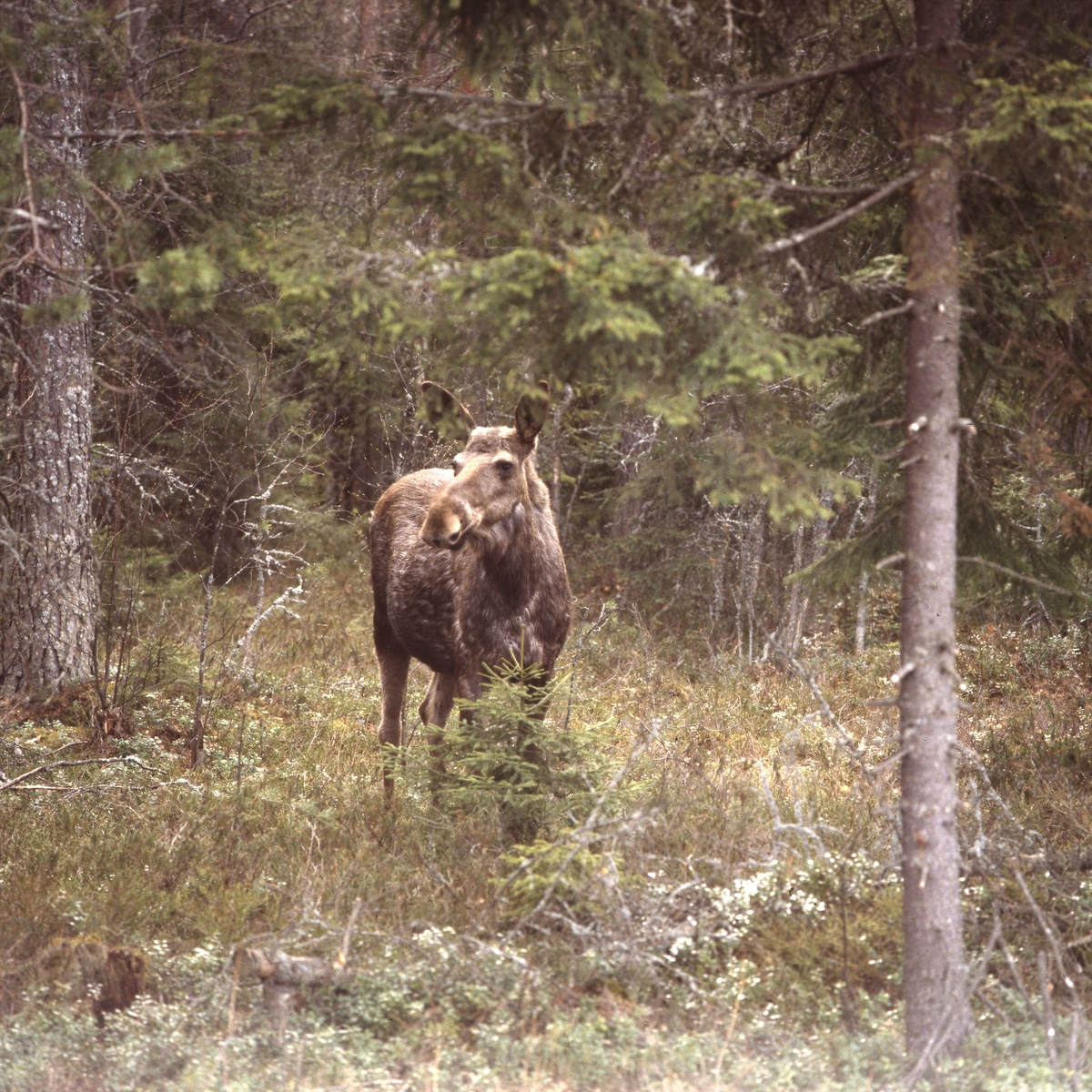 Älg bland trädstammar,  Älvkarhed sommaren 1984.